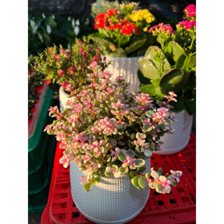 ปะการังด่างชมพู พุ่มหลายต้น [ปะการังสายรุ้ง] กระถาง4-5นิ้วแบ…