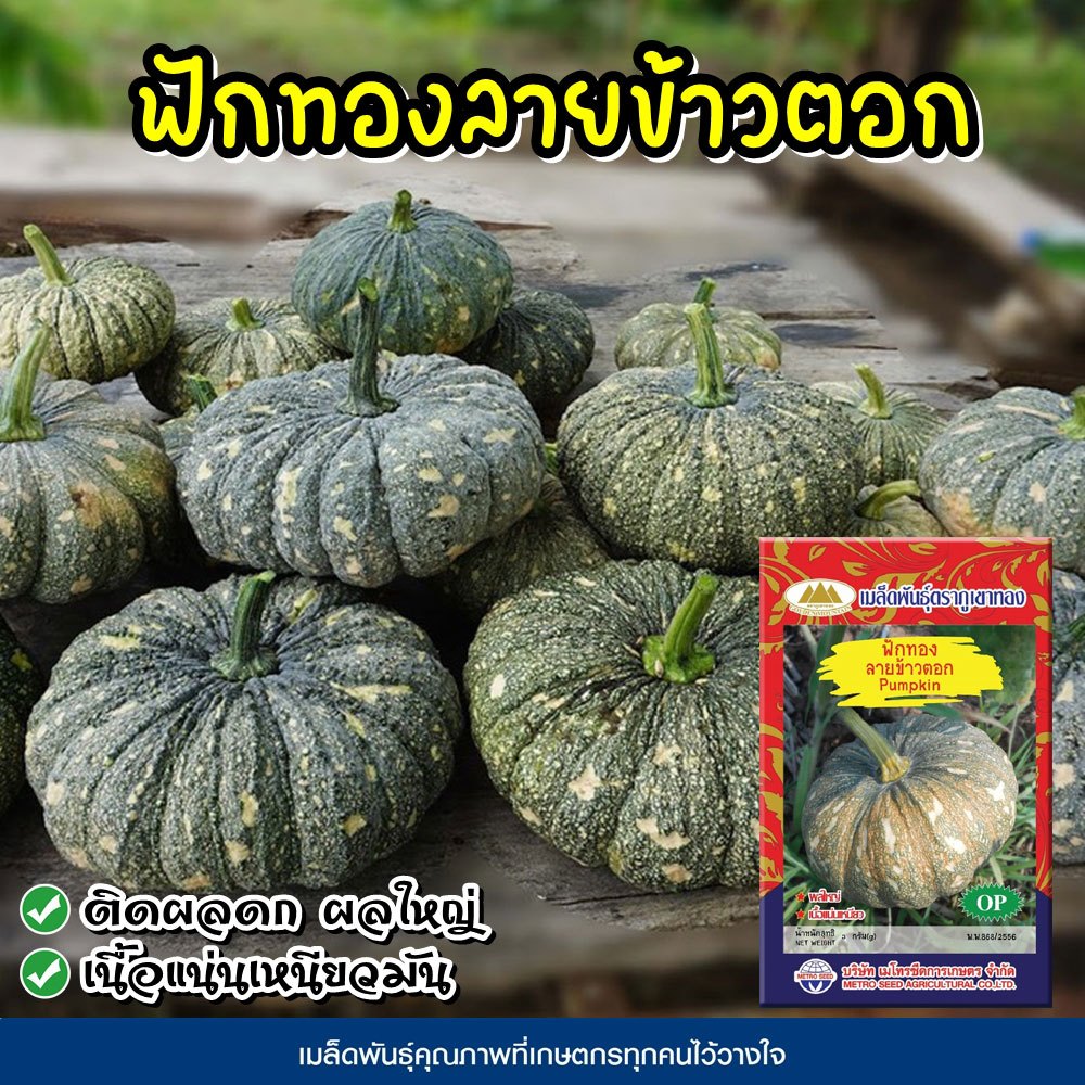 เมล็ดฟักทองลายข้าวตอก Pumpkin ตราภูเขาทอง ขนาด50กรัม เมล็ดพันธุ์ฟักทอง เมล็ดพันธุ์ผักสวนครัว
