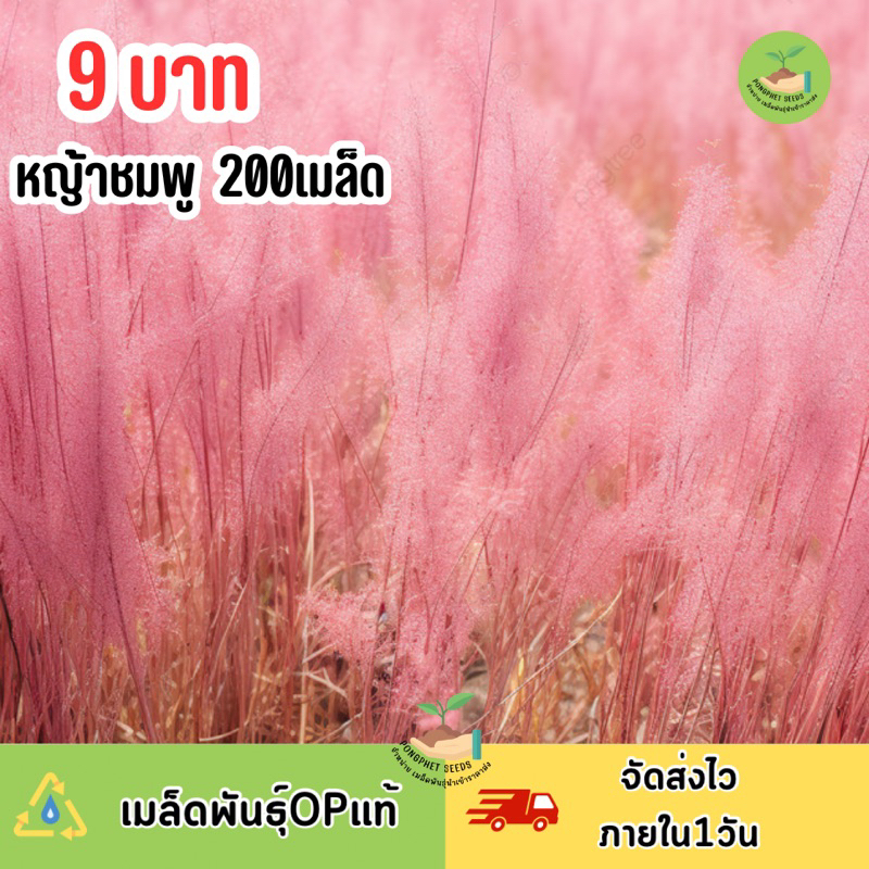เมล็ดพันธุ์ หญ้าชมพู บรรจุ 200 เมล็ด