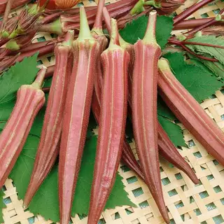 เมล็ดพันธุ์กระเจี๊ยบฝักแดง คัดเมล็ดสดใหม่อัตรางอกสูง ซองละ 30 เมล็ด