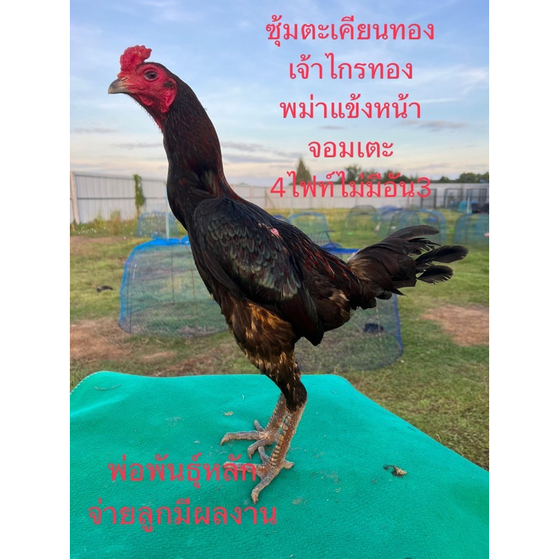 ไข่ไก่ชน เทาแสนคมแชมป์เงินล้าน เจ้าไกรทอง ร้านรับประกันเชื้อจัดส่งไว