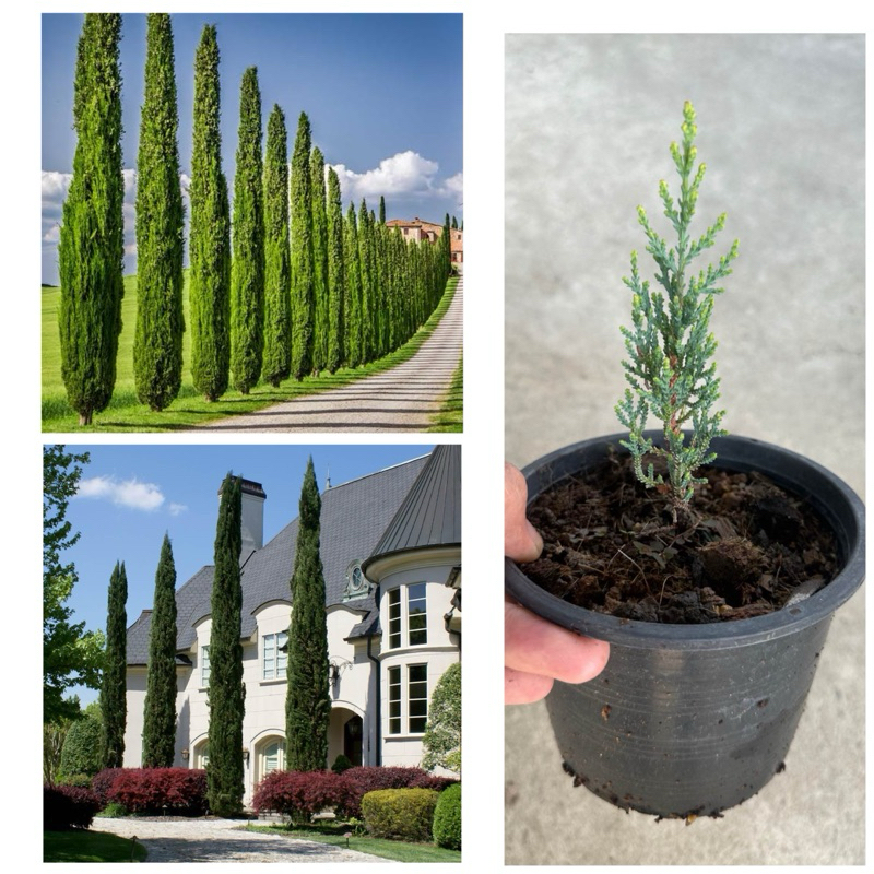 สนดินสอ Italian cypress ไซส์กระถาง6นิ้ว 20cm++