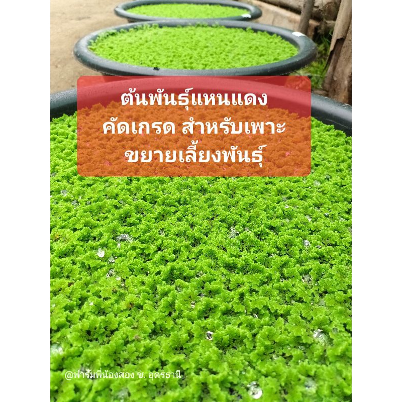 แหนแดงไมโครฟิลล่าคัดเกรดAเกรดสำหรับเพาะเลี้ยงขยาย