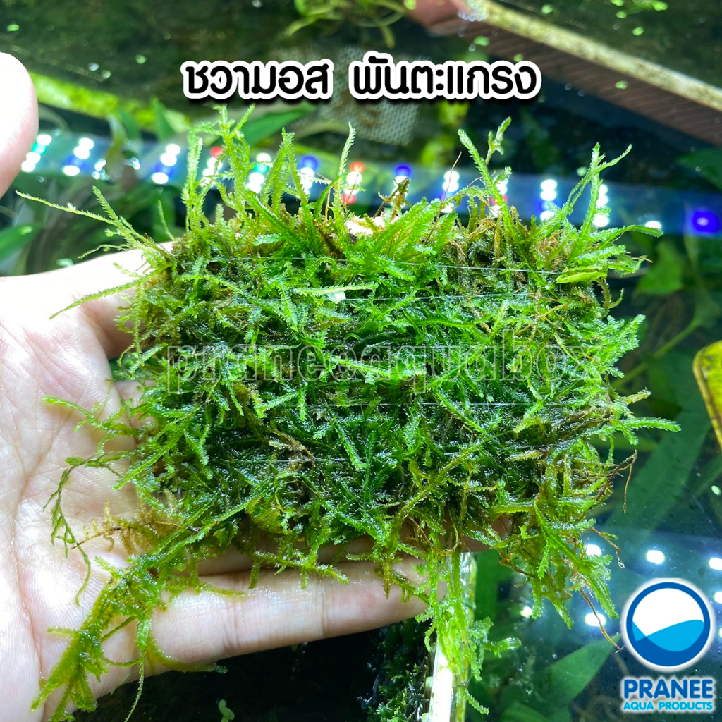 มอส Java​ moss​ - ชวา​ มอส แท้!! พันตะแกรง (ต้นไม้น้ำ)