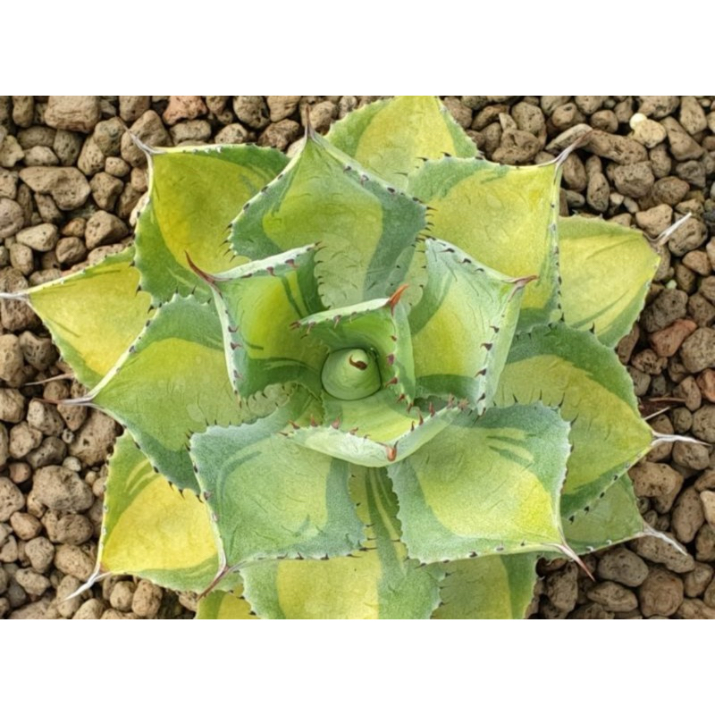 อากาเว่ Agave potatorum Tradewinds yellow mediopicta