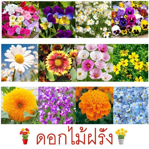 ดอกไม้ฝรั่ง📌10 แถม1!!🎯ถูกที่สุด10บ.🎯เมล็ดพันธุ์ดอกไม้ฝรั่ง 5 -200เมล็ด🌸ปลูกง่าย🌱โตเร็ว🌸ดอกสวยมาก