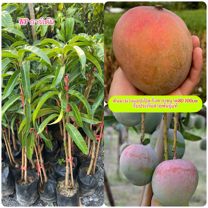 ต้นมะม่วงR2E2 มะม่วงแอปเปิล​ กิ่งทาบขนาด80-100cm หรือมะม่วงออสเตรเลีย​รับประกันสายพันธุ์​แท้💯
