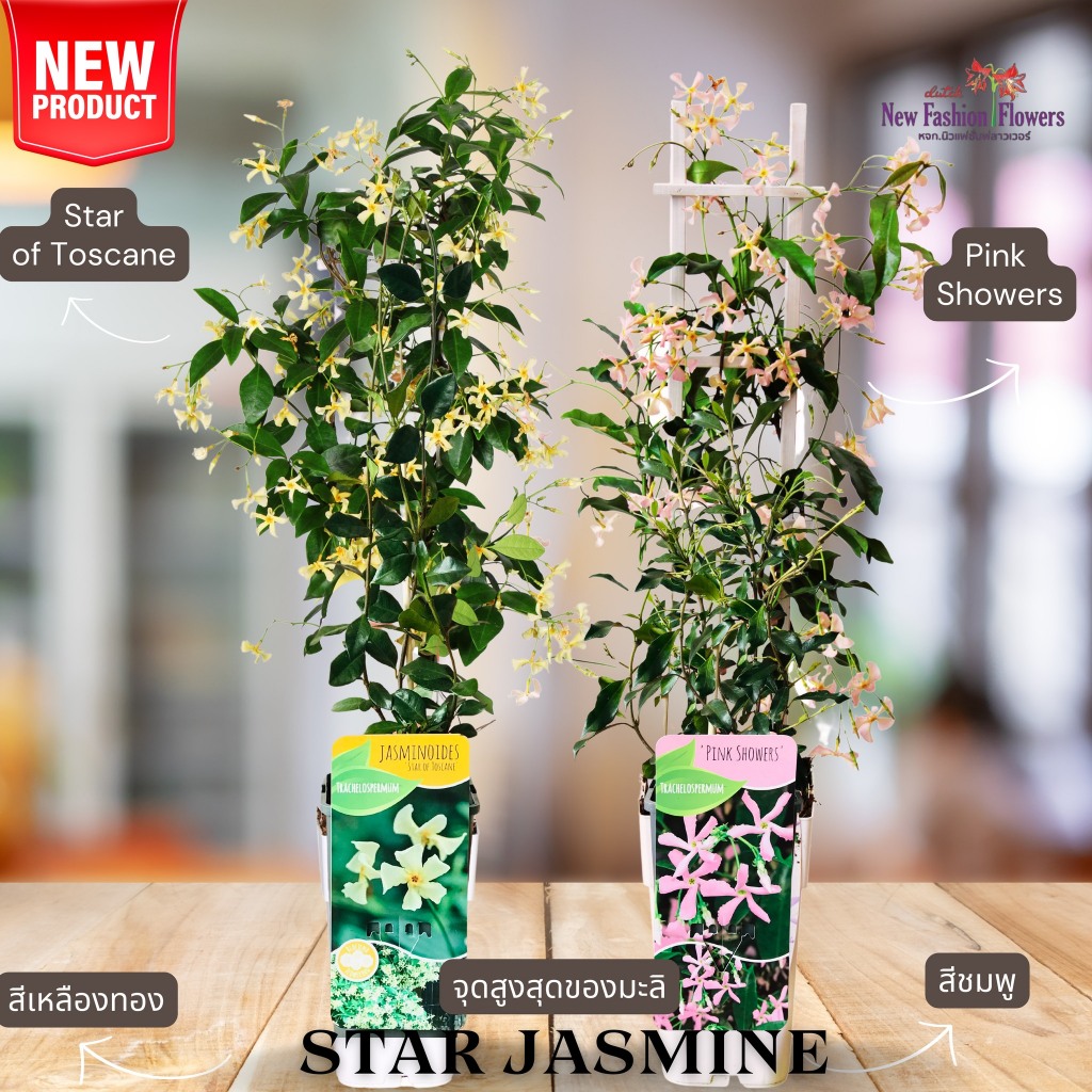 มะลิจัสมิน Trachelospermum jasminoides Star jasmine (สตาร์ จัสมิน) สุดยอดไม้เลื้อย การันตีสายพันธุ์แท้นำเข้าพร้อมป้าย