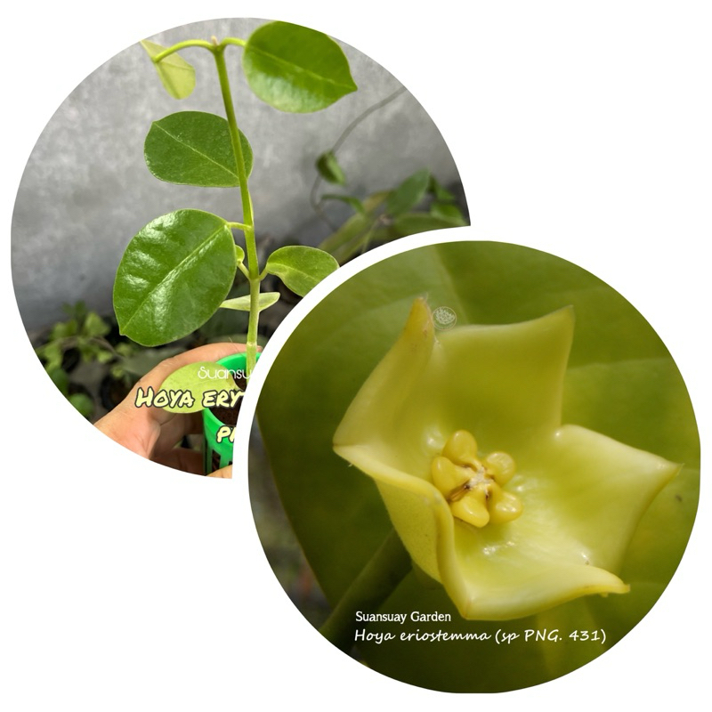 Hoya eriostemma (sp PNG. 431) yellow star โฮยาดาว สีเหลือง จัดส่งในกระถางขนาด 1 นิ้ว