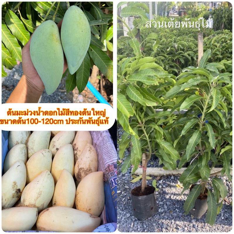 ต้นมะม่วงน้ำดอกไม้สีทองต้นใหญ่ออกลูกเร็วถุงดำใหญ่ขนาดต้น100-120cm ประกันพันธุ์แท้100%)