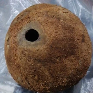 กะลามะพร้าวเต็มใบใช้ทำบ้านนกบ้านกระรอกบ้านชูการ์ไรเดอร์
