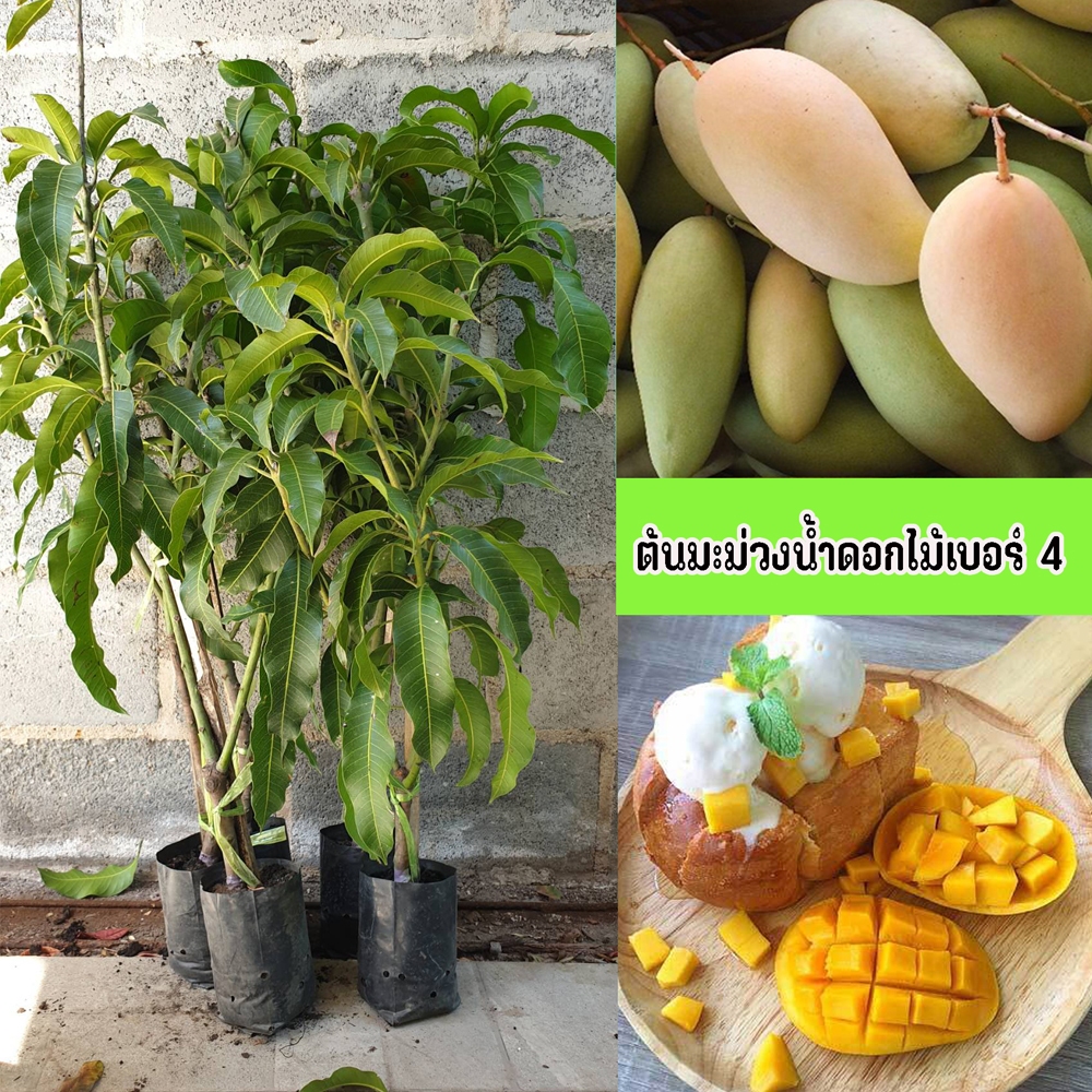ต้นมะม่วงน้ำดอกไม้เบอร์ 4 ขนาด 65-100 ซม. รสชาติขณะดิบเปรี้ยวจัด