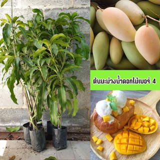 ต้นมะม่วงน้ำดอกไม้เบอร์ 4 ขนาด 65-100 ซม. รสชาติขณะดิบเปรี้ย…
