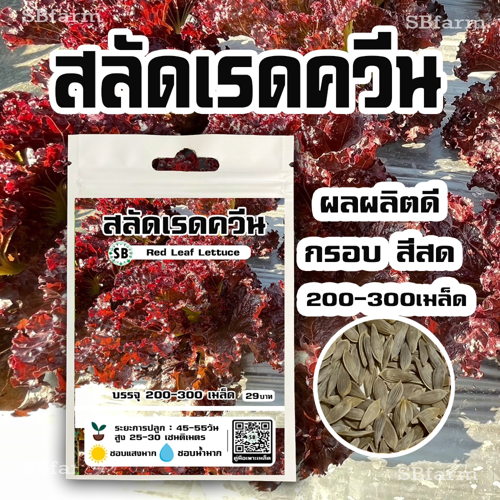 สลัดเรดควีน [200-300เมล็ด/ซอง] โปรโมชั่น [ซื้อ 3 แถม 1ซอง]