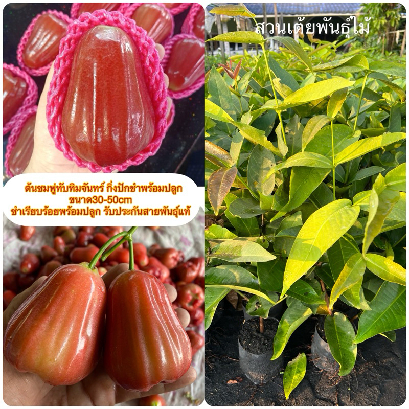 ต้นชมพู่ทับทิมจันทร์❗️ มีให้เลือก2ขนาด40-100cm❗️กิ่งปักชำพร้อมปลูกชำเรียบร้อยพร้อมปลูกได้เลยรับประกันพันธุ์จากสวนโดยตรง🌱