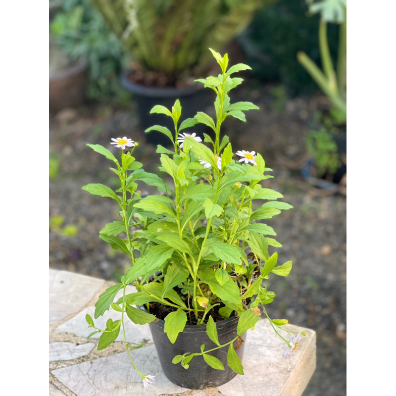 ต้นเดซี่สีขาว DAISY (ดอกไม้กินได้) ส่งด่วน 24 ชม