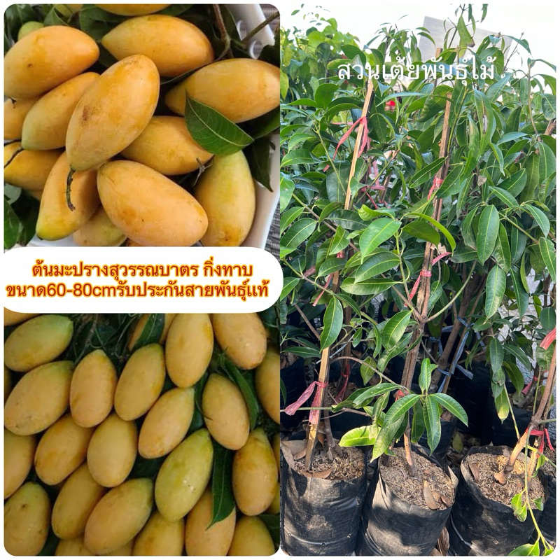 ต้นมะปรางสุวรรณบาตรกิ่งทาบขนาด60-80cmรับประกันสายพันธ์ุ