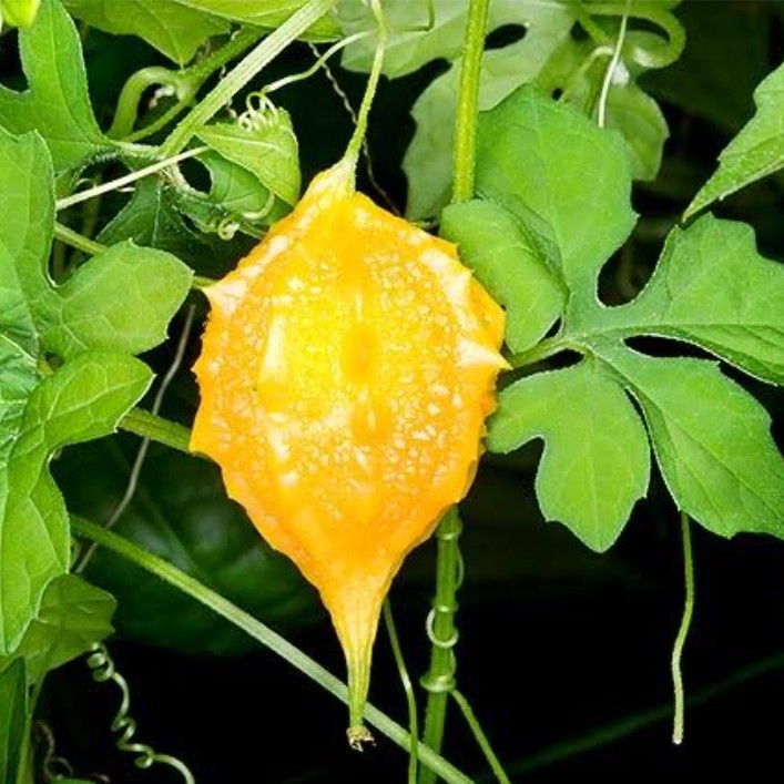 15 เมล็ด มะระขี้นกพันธุ์พื้นบ้าน เมล็ดมะระขี้นกพันธุ์พื้นบ้าน มะระขี้นก เมล็ดมะระขี้นก - รูปที่ 6