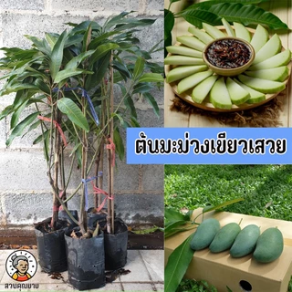ต้นมะม่วงเขียวเสวย ขนาด 65-100 ซม.ทานผลดิบแก่เป็นหลัก เพราะเนื้อผลหนา กรอบ มีรสหวานมัน ผลสุกมีรสหวาน