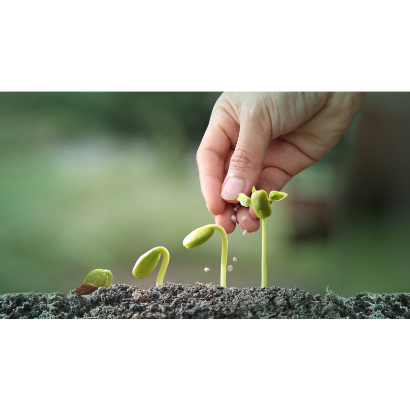 ปุ๋ยทิพย์ สูตร 0-0-60, 14-7-35, 16-8-8, 21-4-21, 30-0-0, 30-11-5 แบ่งขาย - รูปที่ 6