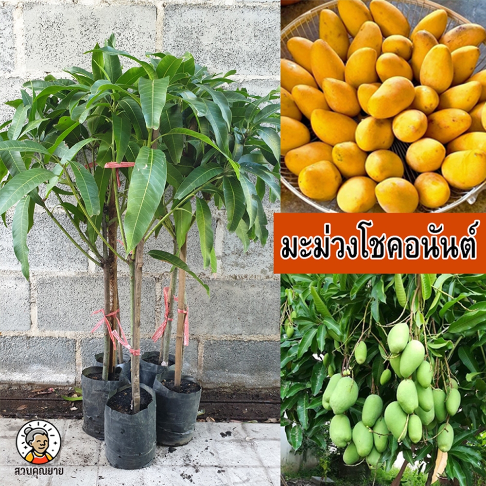 ต้นมะม่วงโชคอนันต์ ขนาด 65-100 ซม. ผลสุกเป็นสีเหลืองตลอดทั้งผลดูสวยงามยิ่ง รสชาติหวานหอมรับประทาน