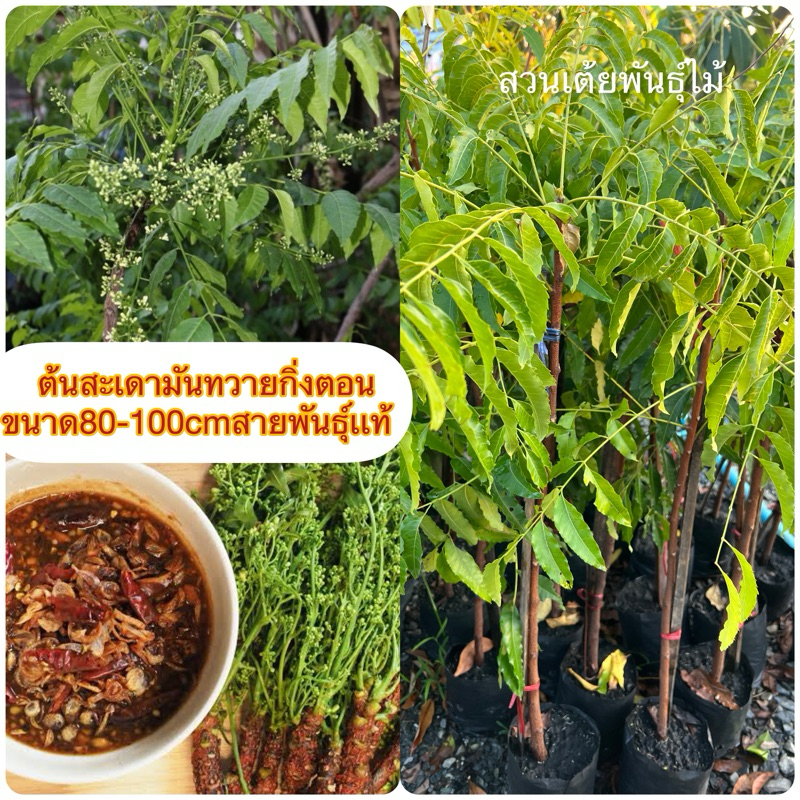 ต้นสะเดามันทวาย ออกดอกทั้งปีกิ่งตอนพร้อมปลูกได้เลย ได้ผลเร็ว ขนาด80-100cmสายพันธุ์เเท้🌱