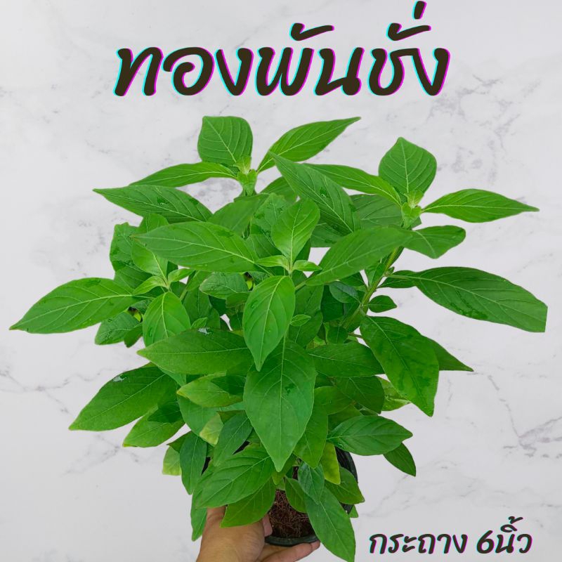 ต้นทองพันชั่ง กระถาง6นิ้ว