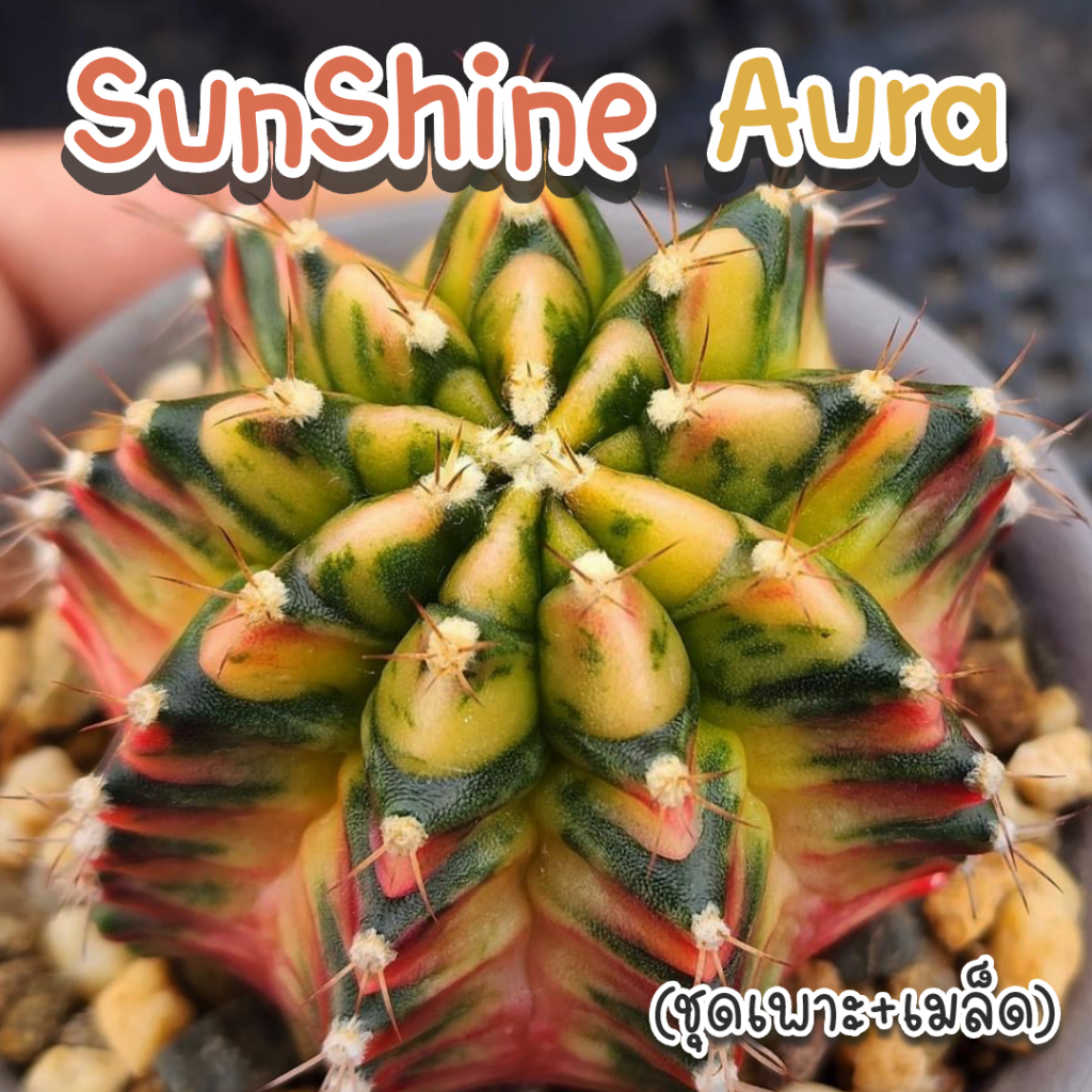 ชุดเพาะเมล็ด SunShine Aura กระบองเพชร/แคคตัส