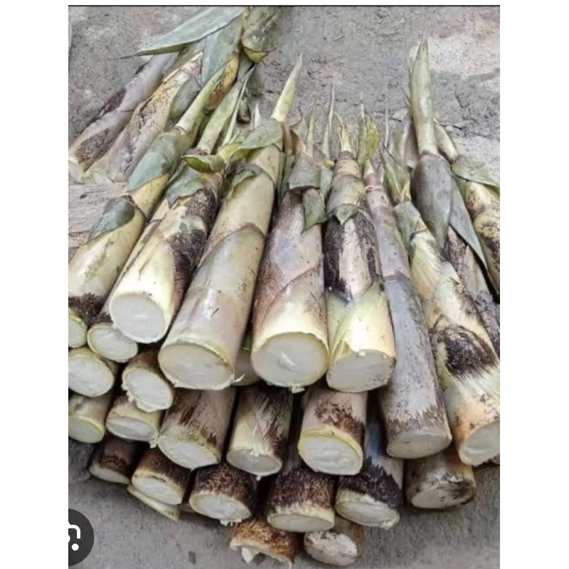 ( พร้อมส่ง‼️ ) 🎋 ต้นหน่อไม้ไร่คัดสวย แข็งแรง 🌿 ปลูกง่าย โตไว หน่อดกทั้งปี พร้อมส่งทั่วไทย‼️