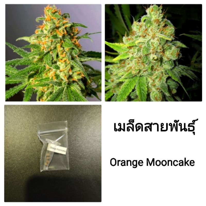 เมล็ดพันธุ์Orange Mooncake โฟโต้ เพศเมีย90% ใช้STSทำเมล็ดชุดละ5และ3เม็ด