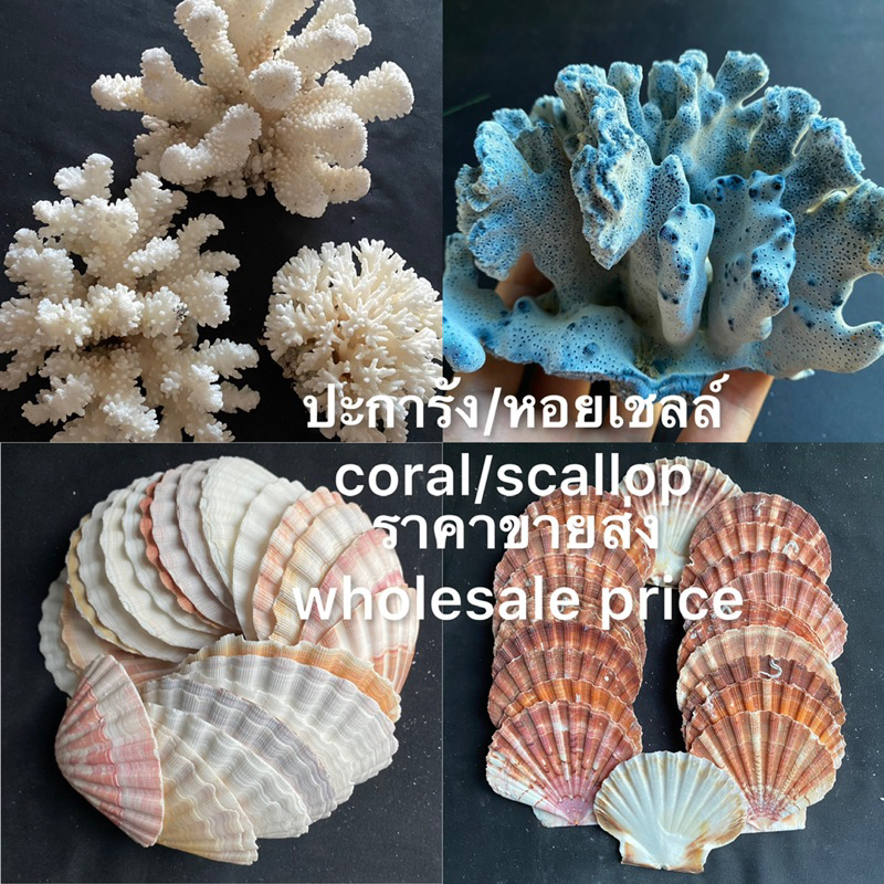 ปะการังและหอยเชลล์ธรรมชาติ 1kg coral&scallop shell สำหรับตกแต่งบ้าน ตกแต่งตู้ปลา งานฝีมือจากเปลือกหอย DIY