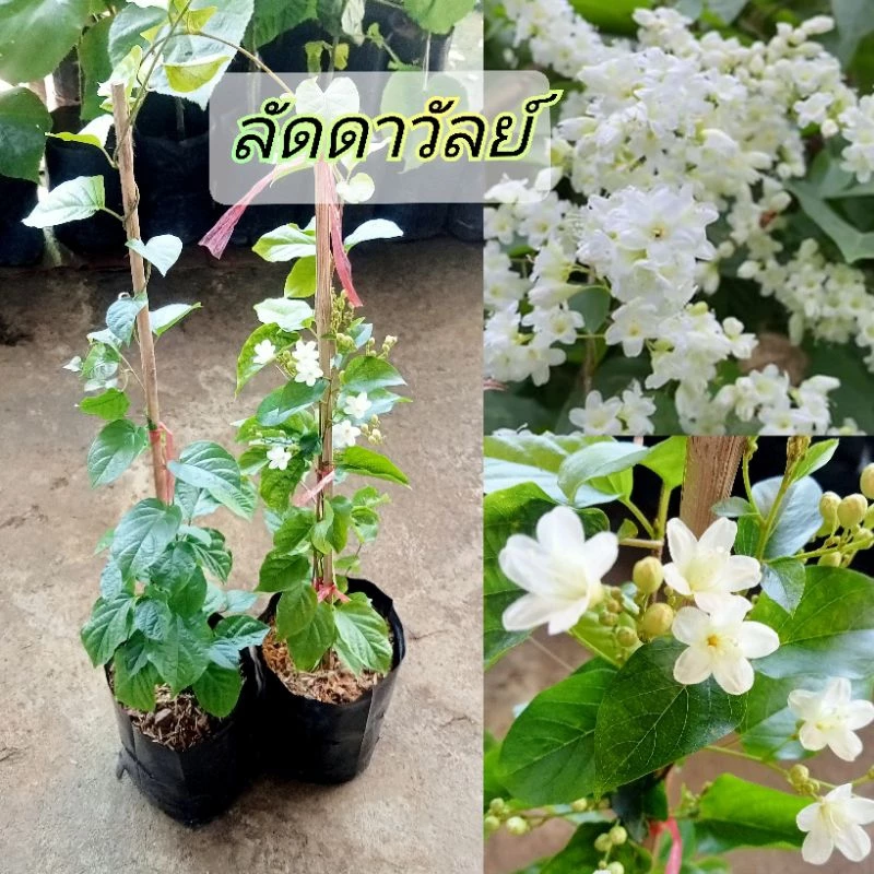 ต้นลัดดาวัลย์🌿ไม้เลื้อยหอมดอกขาวคล้ายหิมะ🌸สูง40-60 ซมถุง6นิ้ว