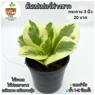 ต้นเปเปอร์ด่างขาว จัดส่ง 2 ขึ้นไป คละแบบได้