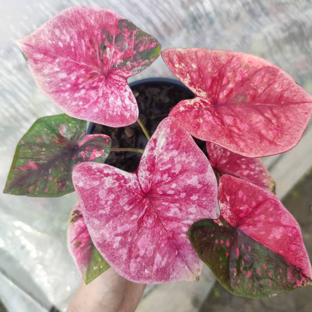 ทรัพย์พูนผล บอนสี Caladium