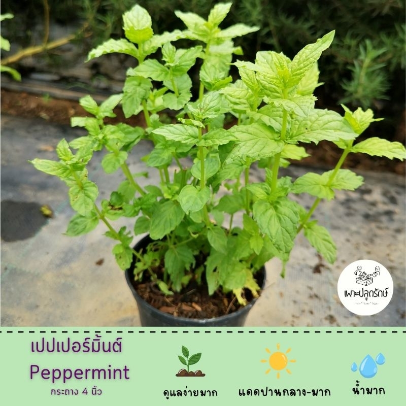 เปปเปอร์มิ้นต์ (PEPPERMINT) #สมุนไพรฝรั่ง #H12 กระถาง 5.5 นิ้ว