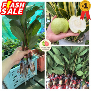 🍏ต้นฝรั่งกิมจูพันธ์ุแท้🔥10แถม1🔥สั่งขั้นต่ำ 5 ต้น🔥กดติดตามลดอ…