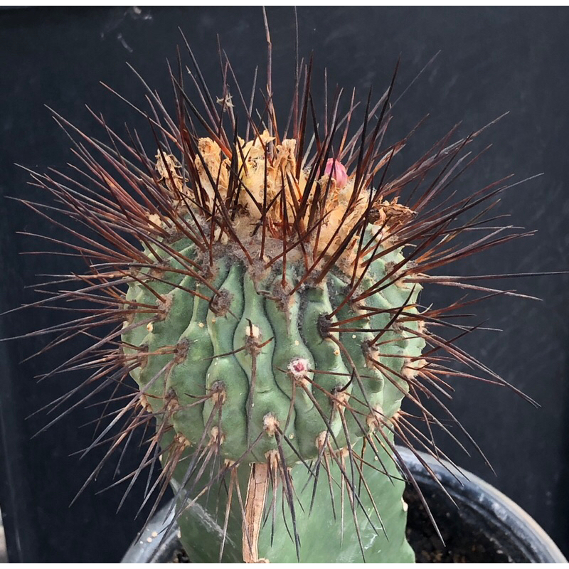 [พร้อมส่ง]🌵 แคคตัส โคเปียโบ เดลบา Copiapoa dealbata cactus ไม้กราฟ จำนวน 1 ต้น