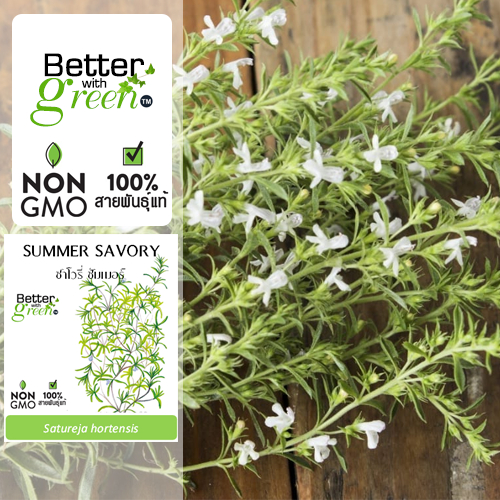 เมล็ดพันธุ์ ซาโวรี่ ซัมเมอร์ 300 เมล็ด (SAVORY SUMMER) นำเข้า การันตีสายพันธุ์