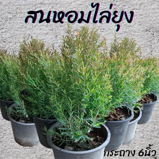 ต้นสนหอมไล่ยุง กระถาง6นิ้ว