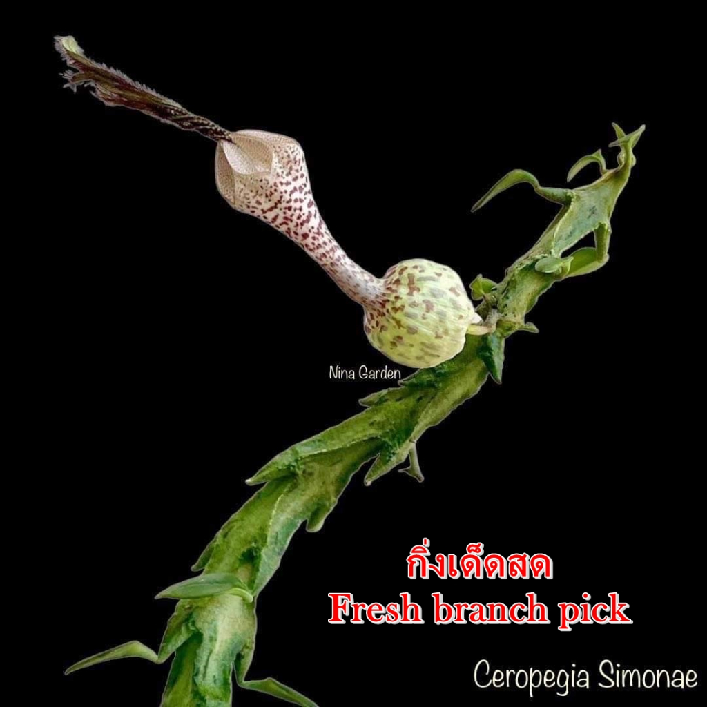 เก๋งจีน Ceropegia Simonae *กิ่งเด็ดสด* แคคตัส ไม้อวบน้ำ Cactus and Succulent