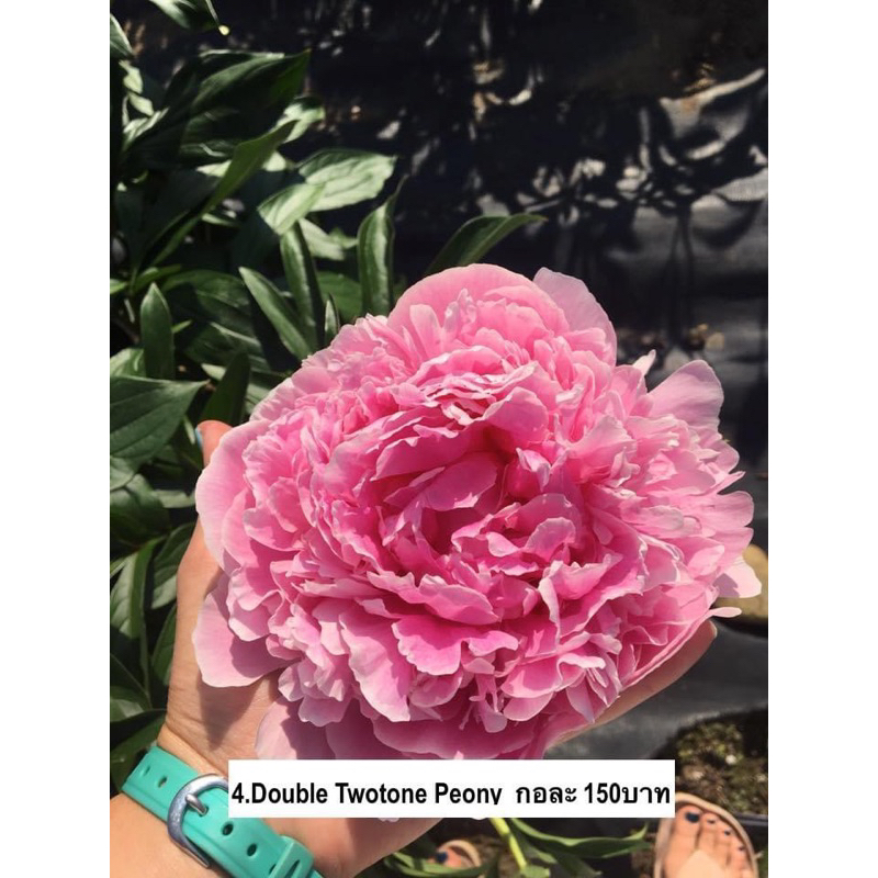 Peony (โบตั๋น) (ขนาด 5-7ตาดอก)