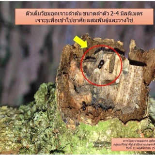 เซม่าร์สูตรเข้มข้น1 ขวด สูตรใหม่ ประสิทธิภาพx2สูตรเย็น ยามอด ต้นตอของโรคทุเรียน