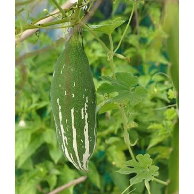 เมล็ดพันธุ์บวบขมบรรจุ30เมล็ด