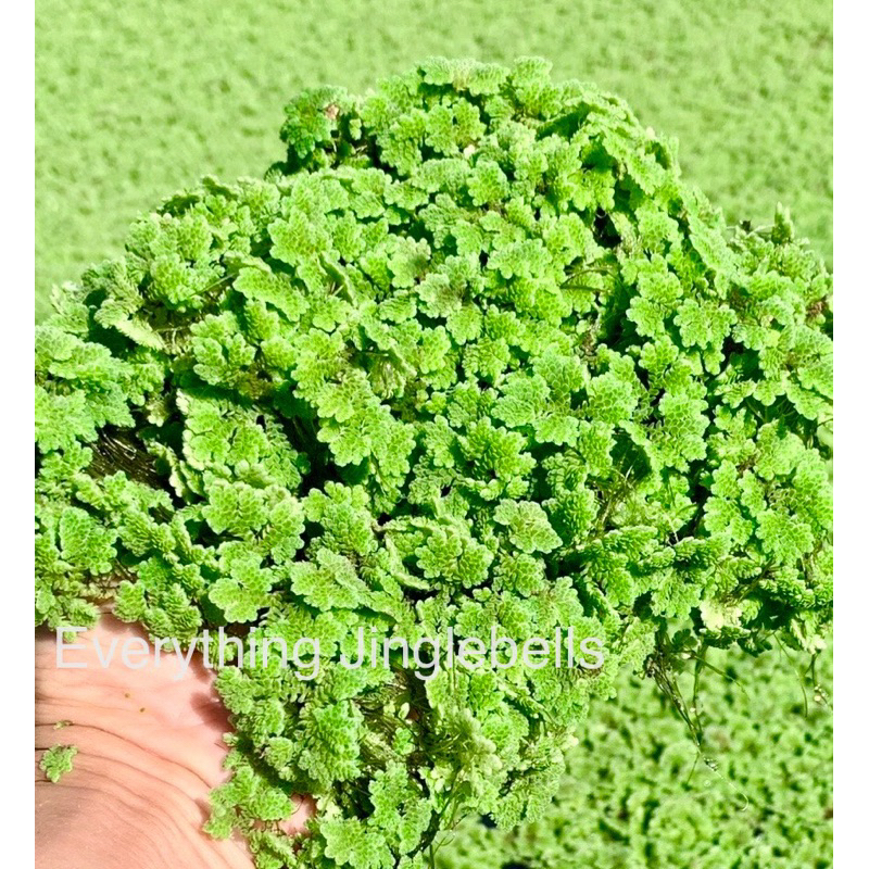 แหนแดงอะซอลล่าไมโครฟิลลา(Azolla microphylla) พันธุ์กรมวิชาการเกษตรแท้ สุดยอดพืชน้ำมหัศจรรย์