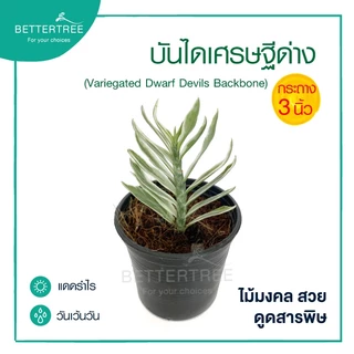 บันไดเศรษฐีด่าง กระถาง 3 นิ้ว ต้นไม้มงคล ต้นไม้ฟอกอากาศ ต้นไม้ plant