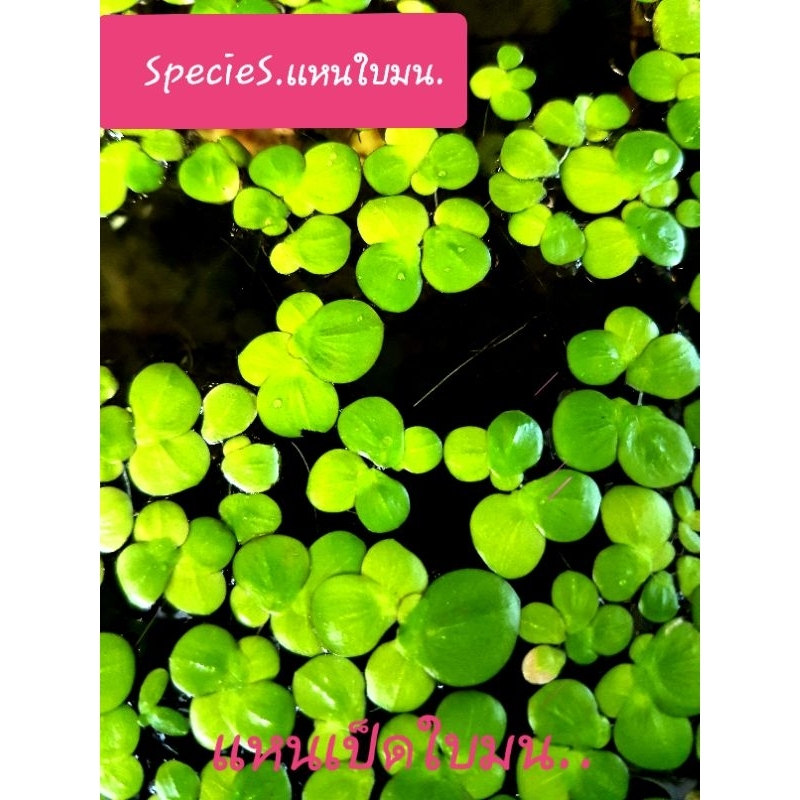 💛Species 💛สปีซีส์เขียว☘แหนเป็ดใหญ่/ใบมน/ให้น้องปลาพัก.🌤 4เเถม1💕
