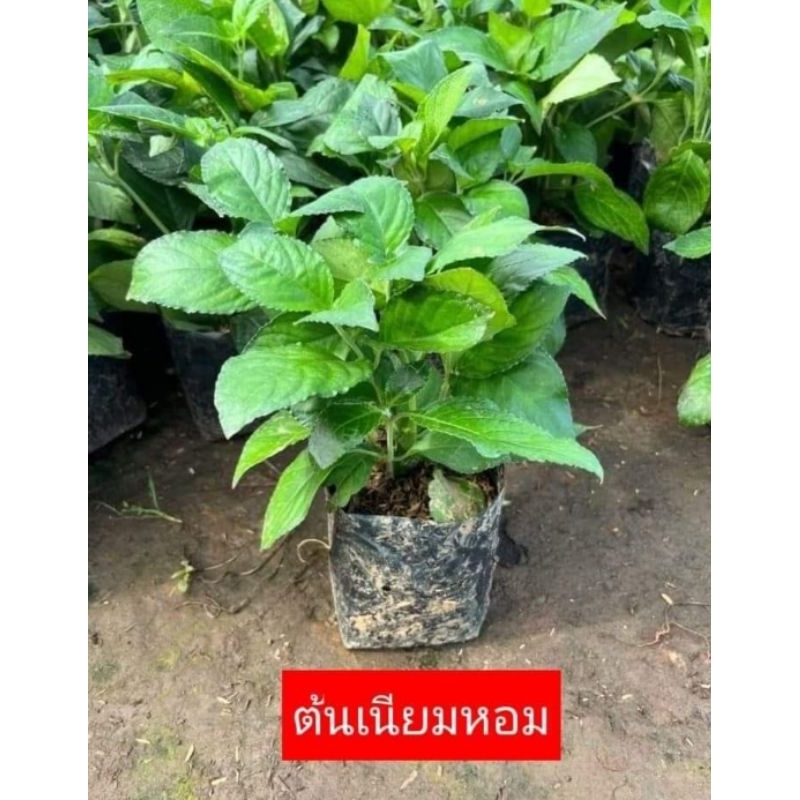 ต้นเนียมหอมหรือเนียมอ้ม1ถุงดำ☘️ ☑️ใบมีกลิ่นหอม หอมกว่าใบเตย10เท่า พืชสมุนไพรโบราณ ใบใช้ดองเหล้า เป็น