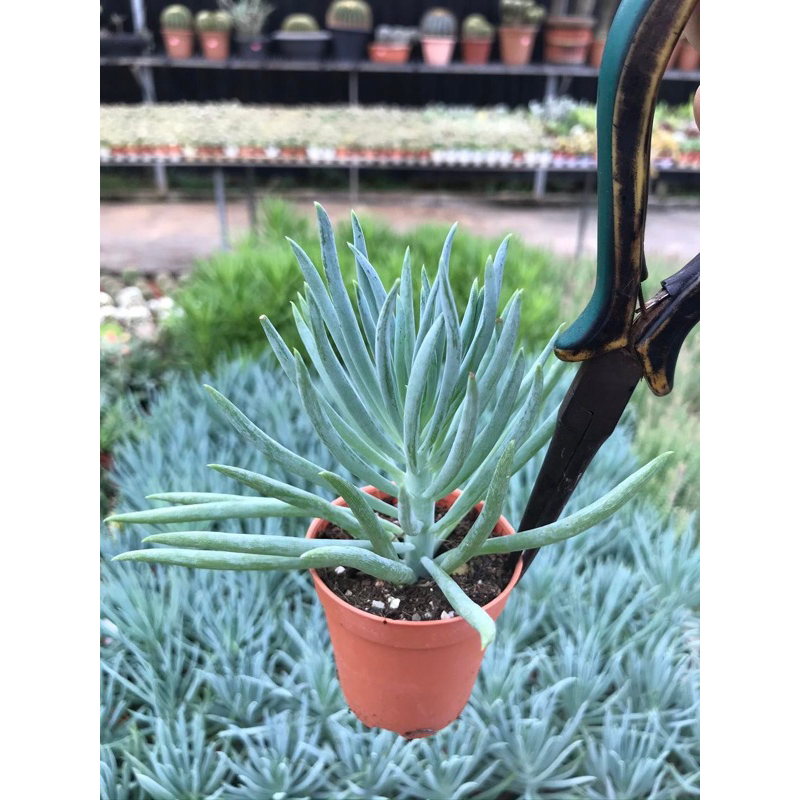 Senesio blue color SP ต้นไม้สีฟ้า