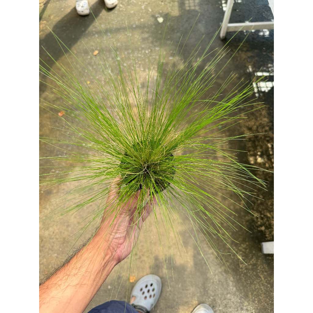 มุมมอง 5