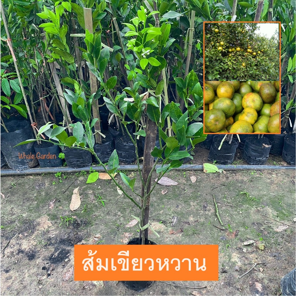 ต้นส้ม ส้มเขียวหวาน Orange (เสียบยอด) พร้อมติดดอก ให้ผลเร็ว1ปี ลูกดก (รับประกัน ส่งใหม่ฟรี หากสินค้าเเสียหาย!!)